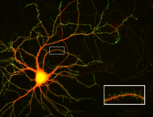 Visualizing the receiver structures of a nerve cell