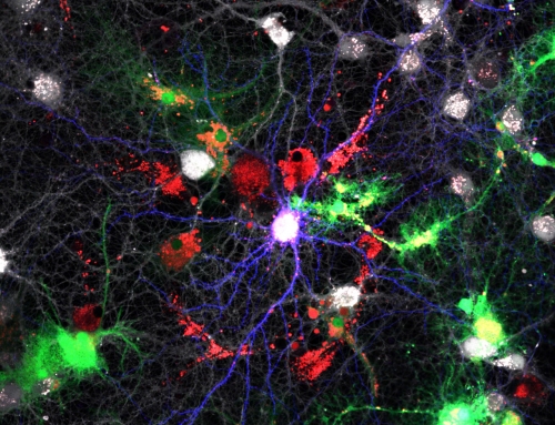 Neuron to Astrocyte BDNF Transfer Promotes Astrocytic Abundance
