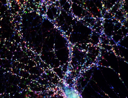 Synapses of a neuron in cell culture