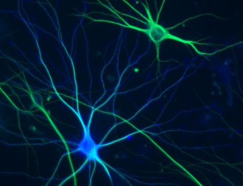 Movie: Neurons and Synapses, Pt. 1